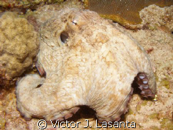 nice octupus at v.j.levels dive site in parguera area! by Victor J. Lasanta 